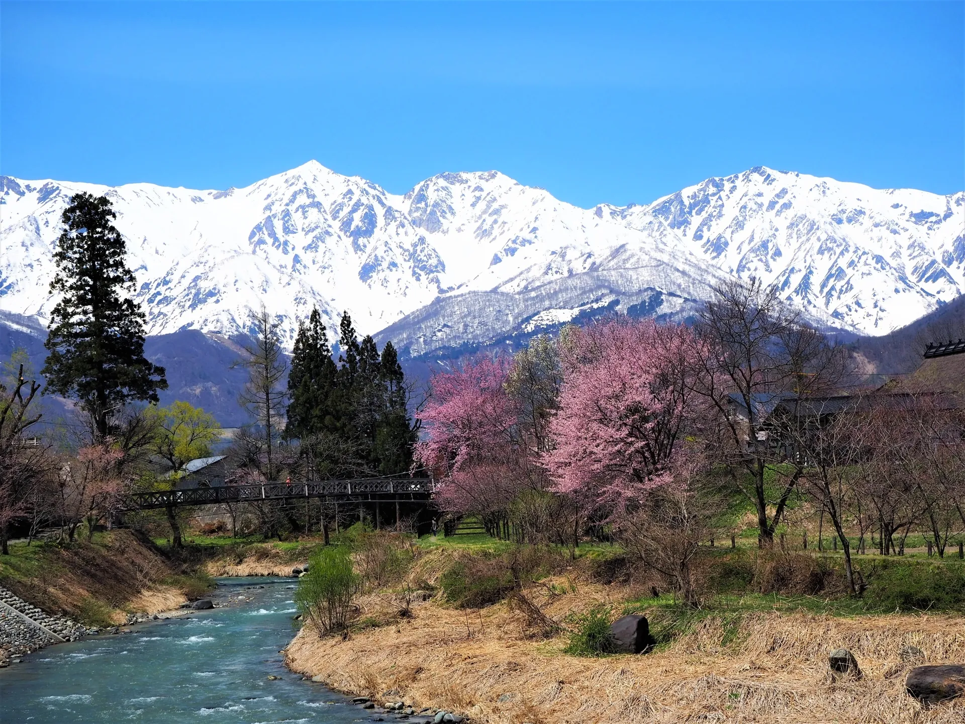 Cherry blossoms in full bloom with snow-capped Northern Alps in the background — late April to early May