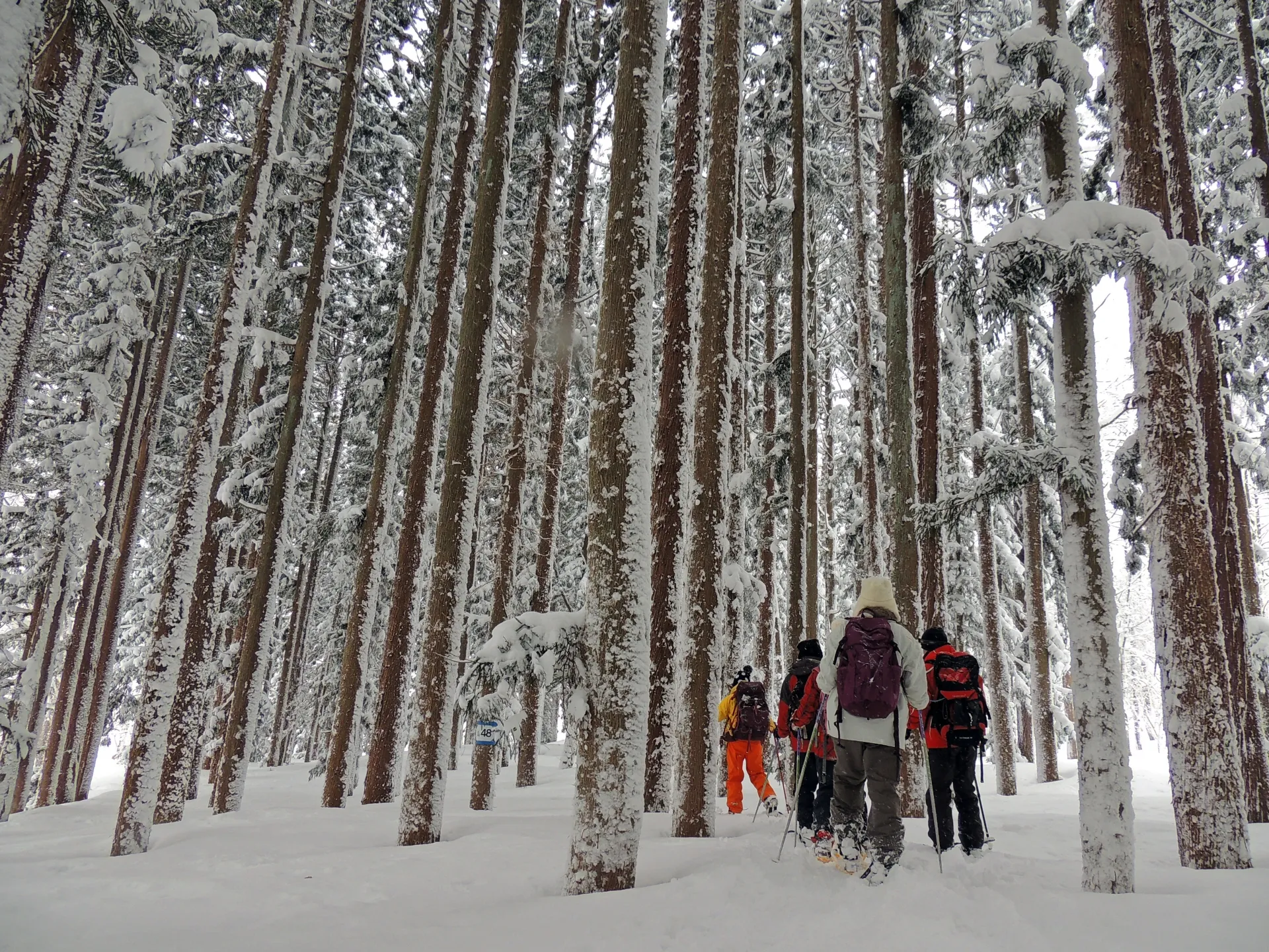 Snowshoe hikers walking across Hakuba's pristine snow fields — snow-covered forest and blue sky