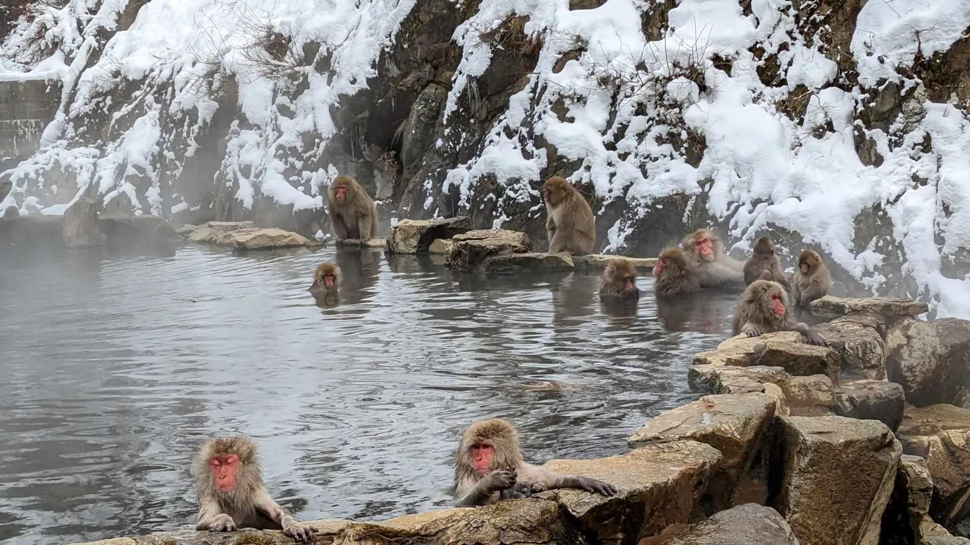 Snow monkeys bathing in hot springs at Jigokudani Monkey Park